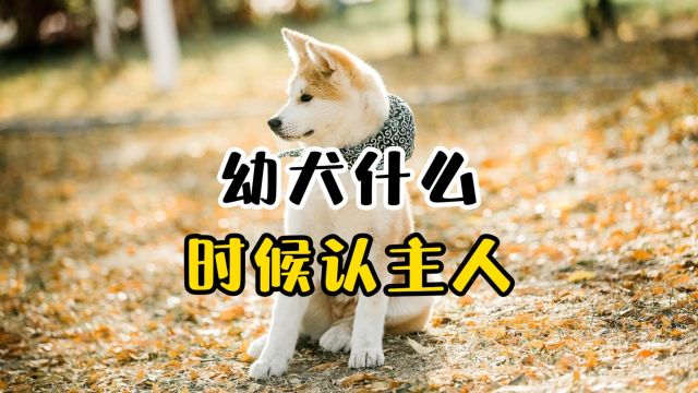 幼犬多大,会开始认主人呢?