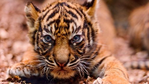 你见过长着狗头的巨型蝙蝠吗?翼展可达1米以上