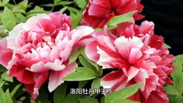 洛阳牡丹盛开时:探寻历史名城的花海魅力