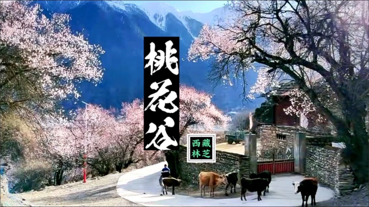 西藏林芝桃花谷风景
