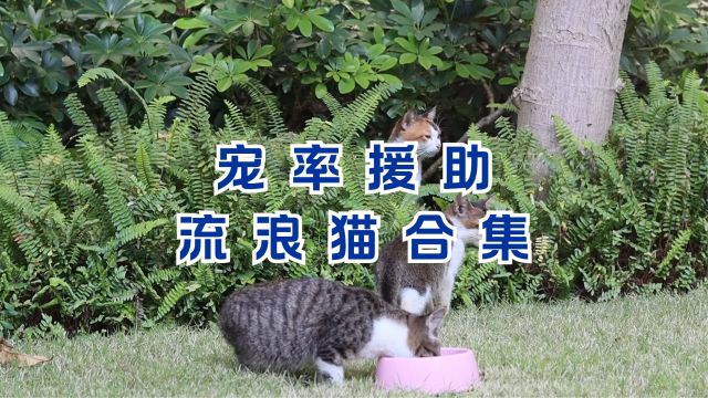 流浪猫救助合集