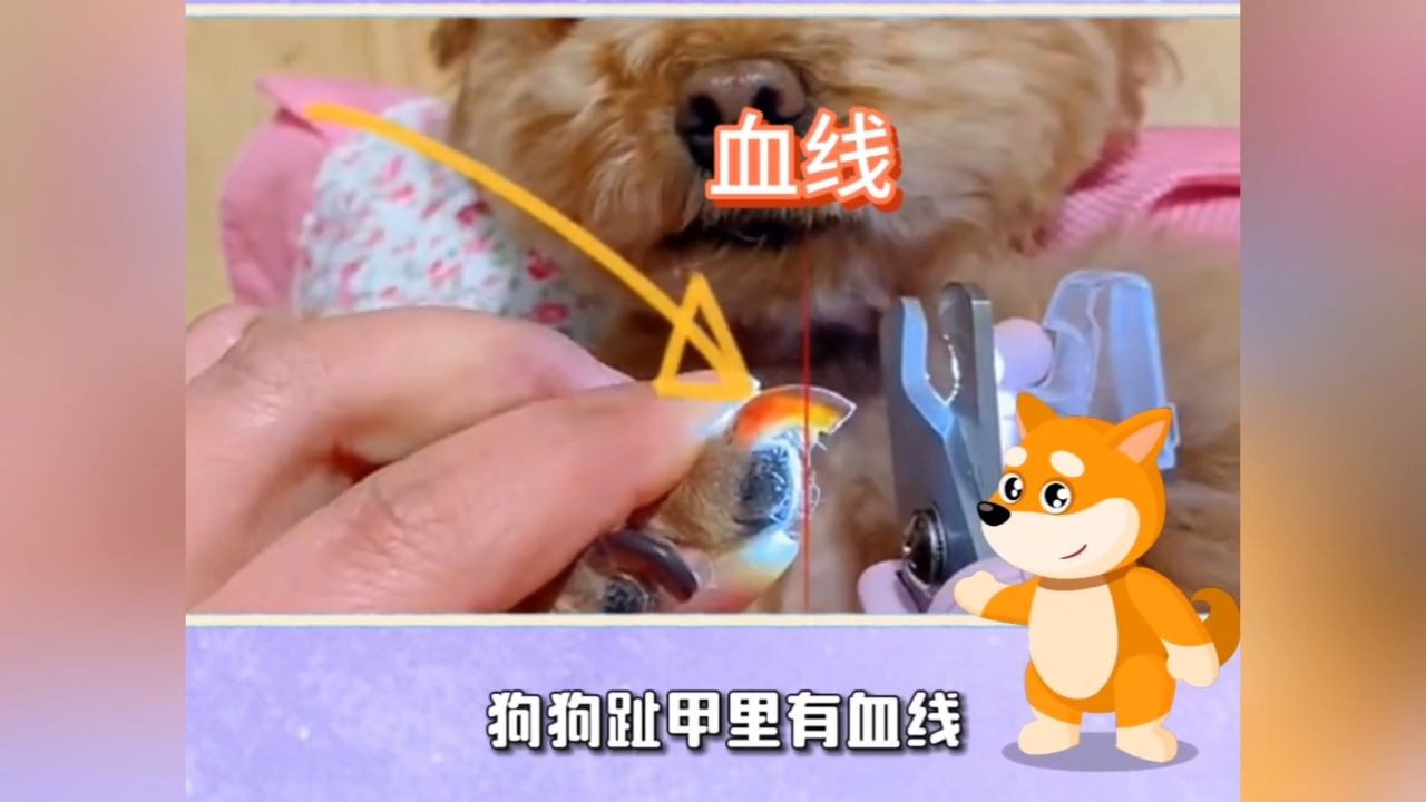 狗狗指甲里的血线会随着趾甲长长吗?
