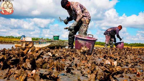 看牡蛎产业：振兴乡村经济，助力健康中国