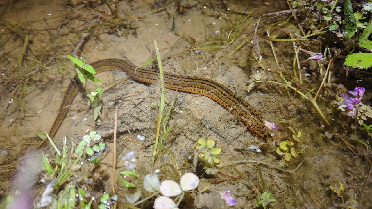 暴雨过后,田里的黄鳝都出来吃蚯蚓,一抓一条四小时就抓满满一桶