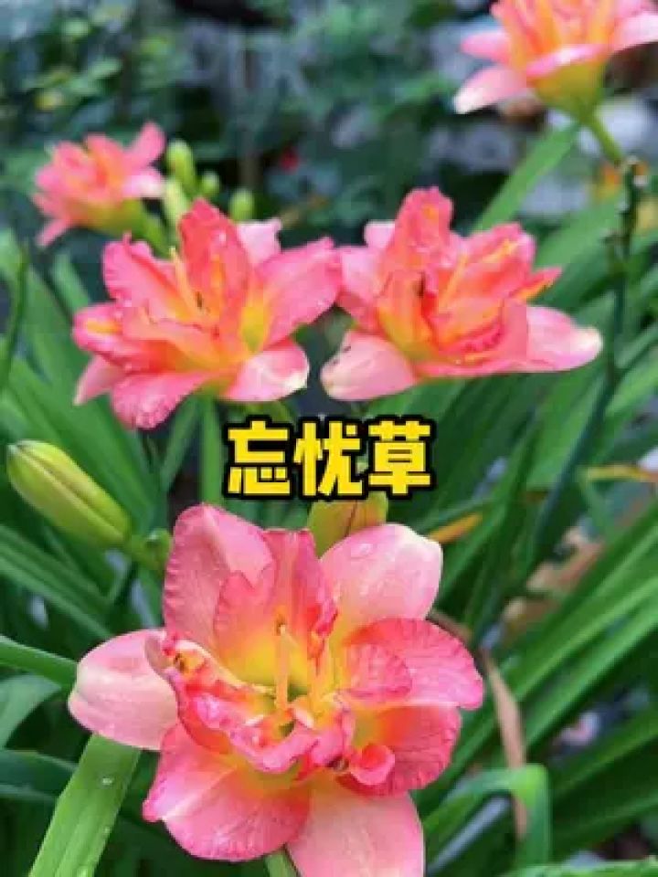 这就是中国"母亲之花"-萱草,也叫"忘忧草" #萱草花#忘忧草 #母亲花