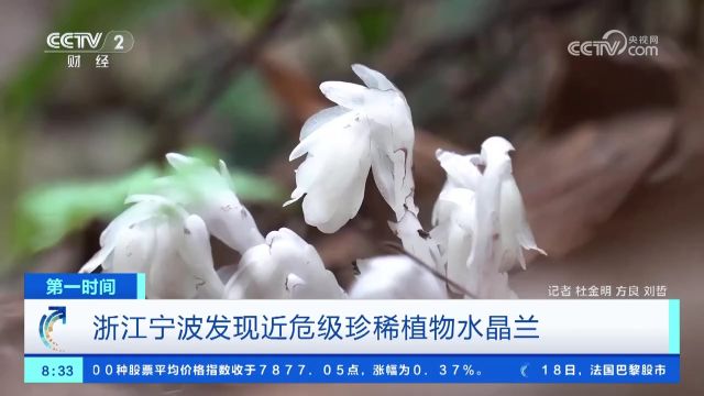 浙江宁波发现近危级珍稀植物水晶兰