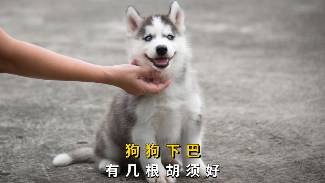 狗狗下巴胡须数量,代表不同寓意!