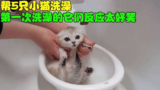 帮5只小猫洗澡,第一次洗澡的它们,反应太好笑!