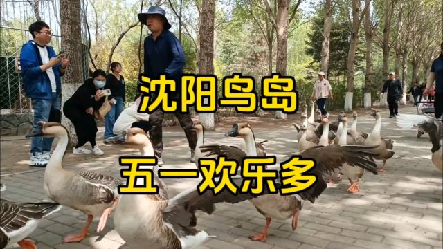 沈阳五一好去处|欢乐多多的鸟岛可不容错过!#沈阳#鸟岛#五一