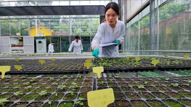 市花芙蓉注入新活力 成都市植物园第四批太空芙蓉长出真叶啦