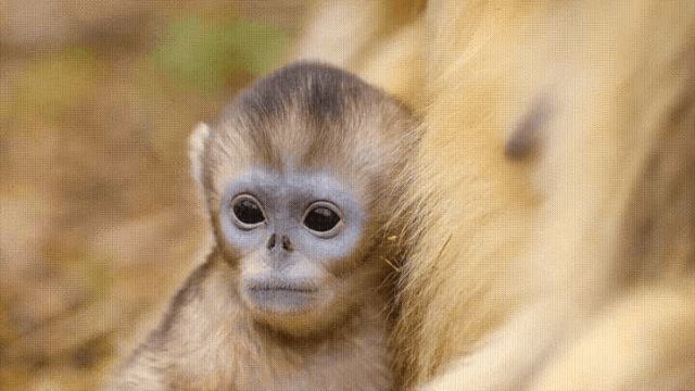 高萌来袭 速来围观秦岭“萌宝”金丝猴