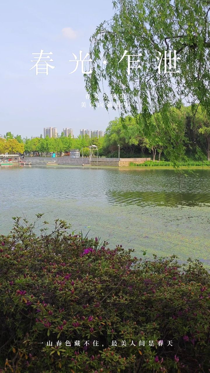 泰州天德湖公园杜鹃绽放,又到了最适合拍照的季节了