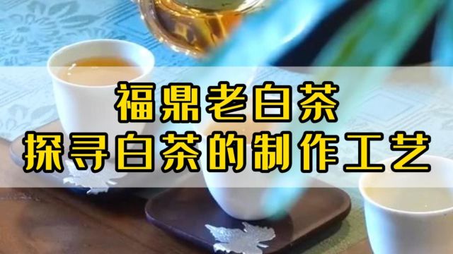 心灵壹号明道茶:探寻福鼎老白茶的制作工艺!