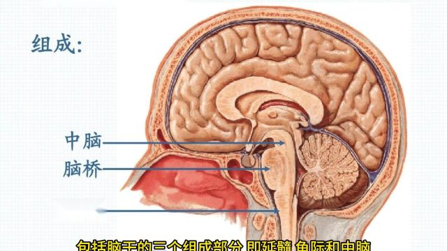 大脑如何处理令人叹为观止的图像