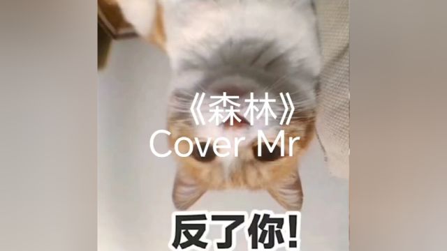 《森林》Cover Mr