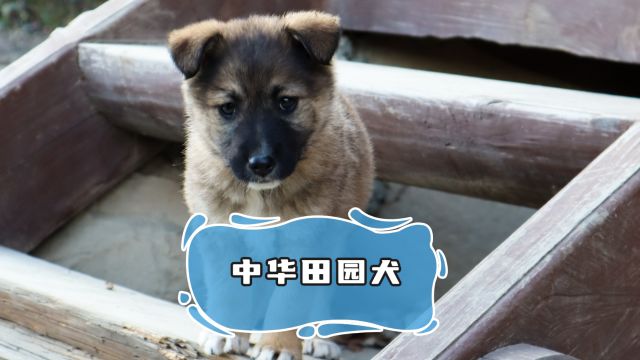 田园犬——带你重新认识“土狗”!