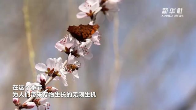 千城胜景|河北安国:花漾桃源境 万物映春熙