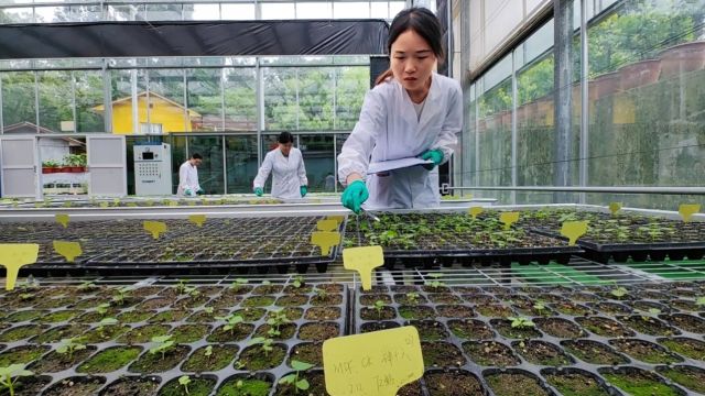 太空芙蓉成长记:成都市植物园与芙蓉小苗的温馨故事