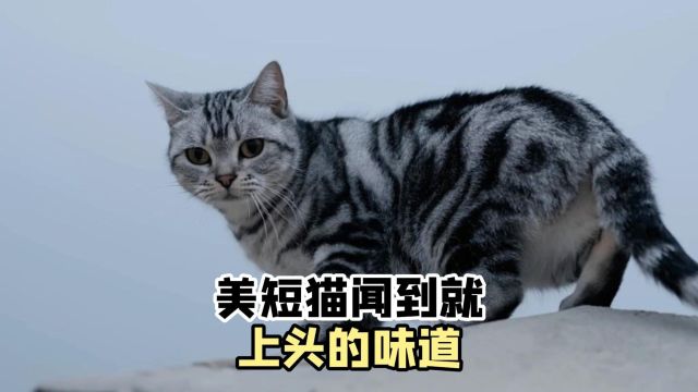 美短猫闻到这几种味道,就上头