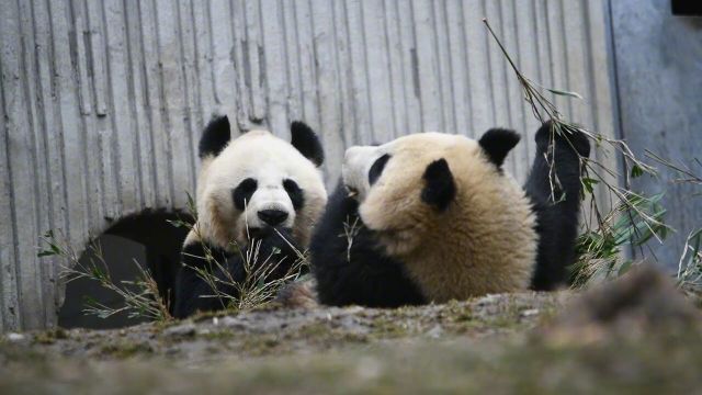 杜宇青山三月暮,桃花流水一溪云.