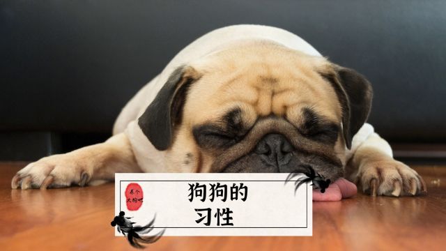 狗狗的习性,有些你不一定知道