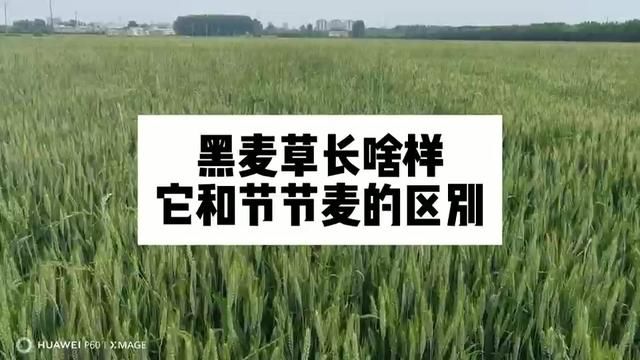 #分享农业知识帮农民增产增收