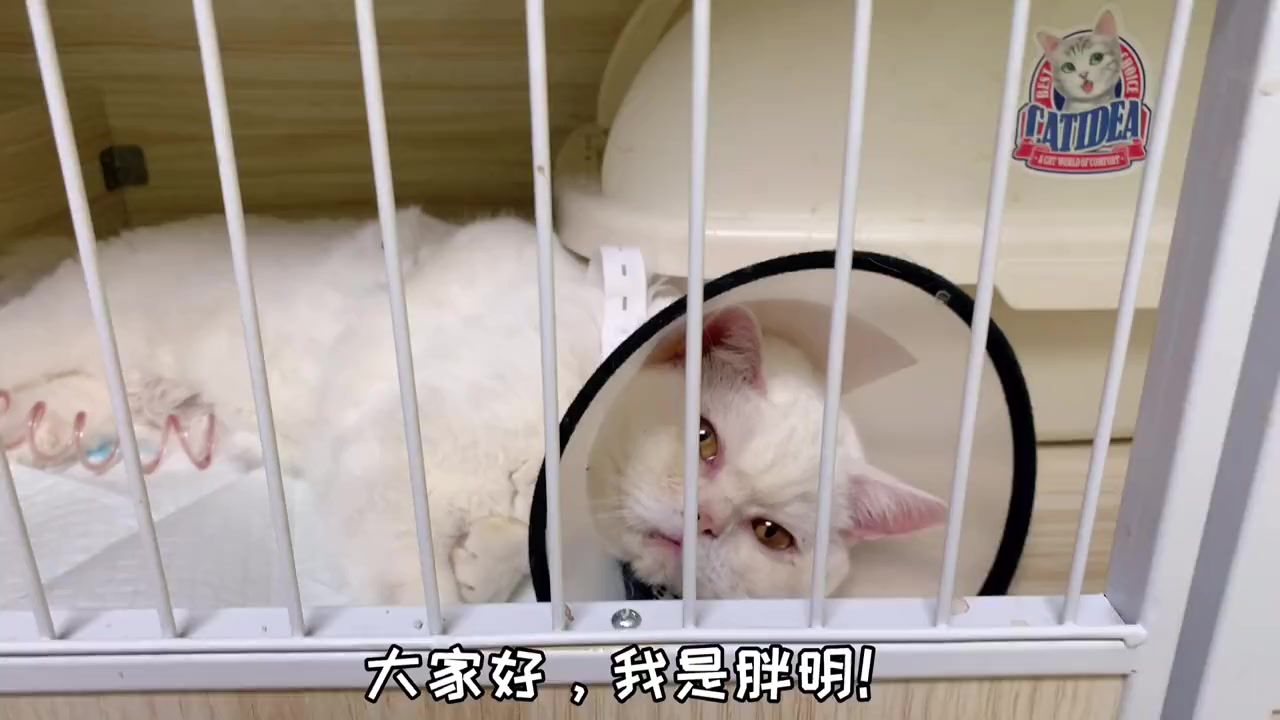 导尿后六小时,大白已自主饮水进食,总算是松了一口气.