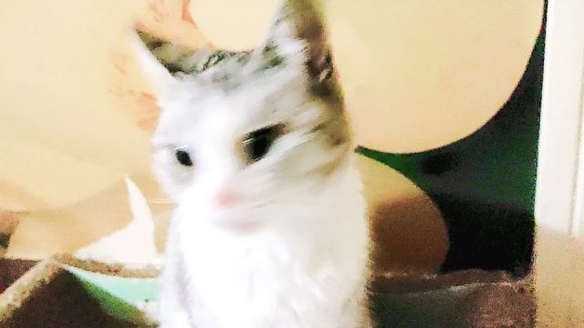 标志的猫宝