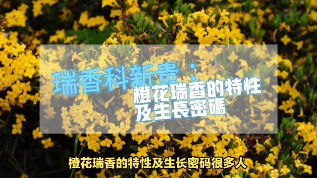 瑞香科新贵:橙花瑞香的特性及生长密码