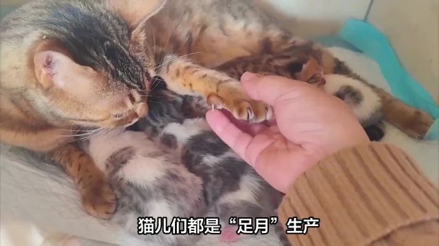 猫交配时,为何叫声听起来如此凄厉?与人类有何不同?