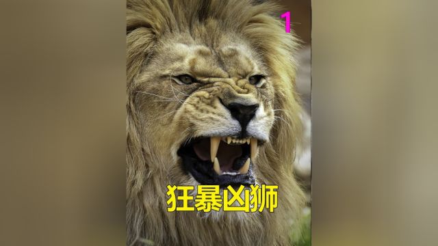 头一次见这样猎捕狮子的