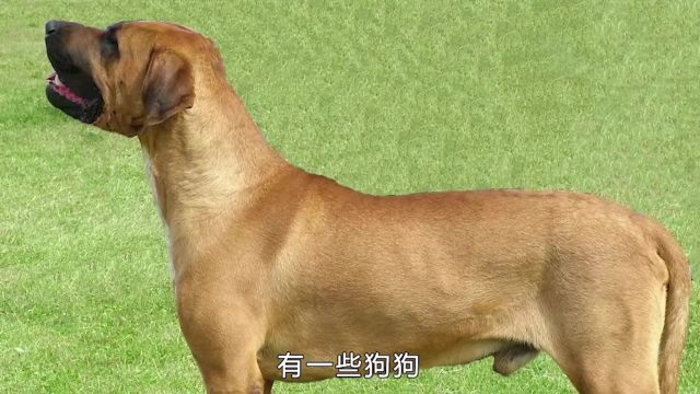 世界上9只最危险的狗,就连比特犬都只能屈居第8