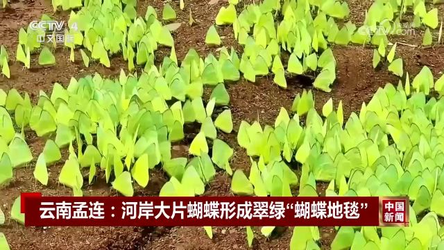 云南孟连河岸大片蝴蝶形成翠绿“蝴蝶地毯”