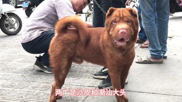 科普世界上有多少种狗:探秘中华田园犬、历史、魅力与现状