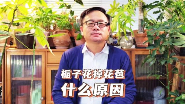 栀子花花苞没开就掉了什么原因?主要原因有5个,处理方法不相同