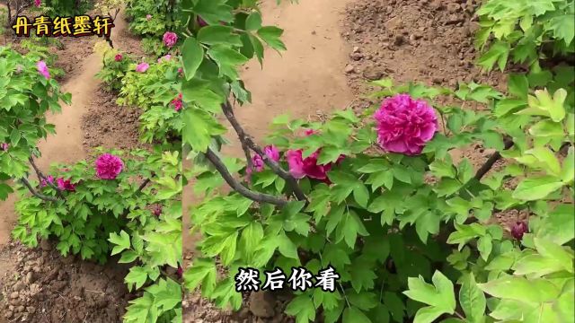 国画牡丹写生讲解,标准启楼花型样子,以及无花瓣花苞的原因