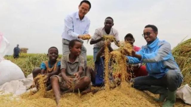 非洲人有地不会种植,中国人亲自上手指导,一公顷收获9吨大米