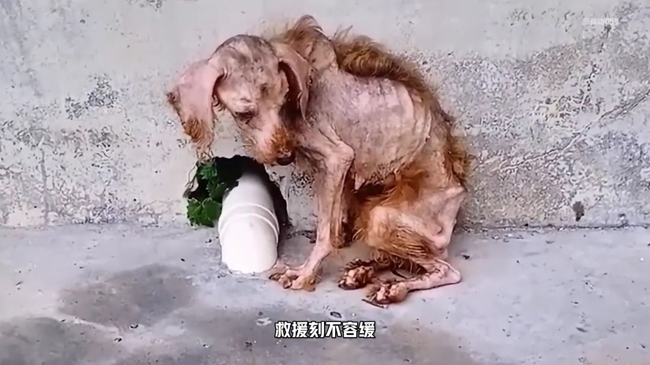 瘦骨嶙峋在垃圾堆里捡食物的小笨狗