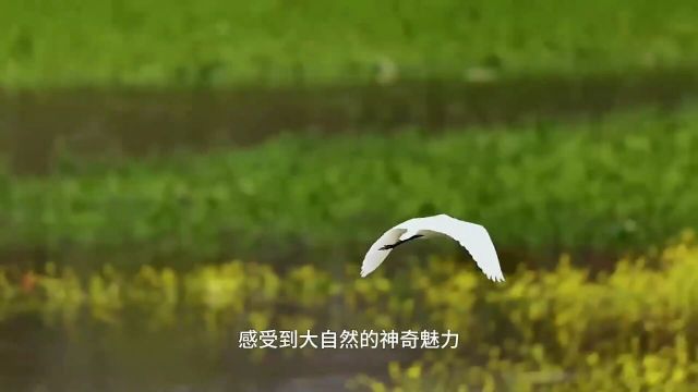 春日千岛湖:一湖碧水映千岛,春色撩人醉心田