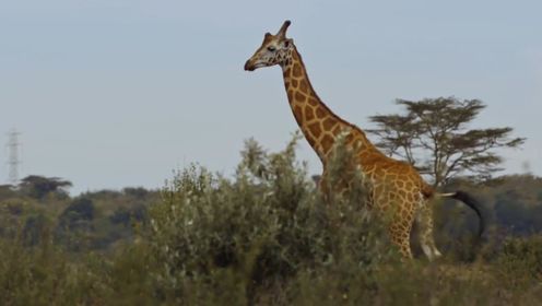 三岁时被长颈鹿吸引的小孩，长大后开启了追逐长颈鹿之旅！