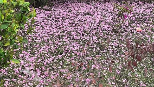 花飘落的声音,风吹动的声音声声入耳.