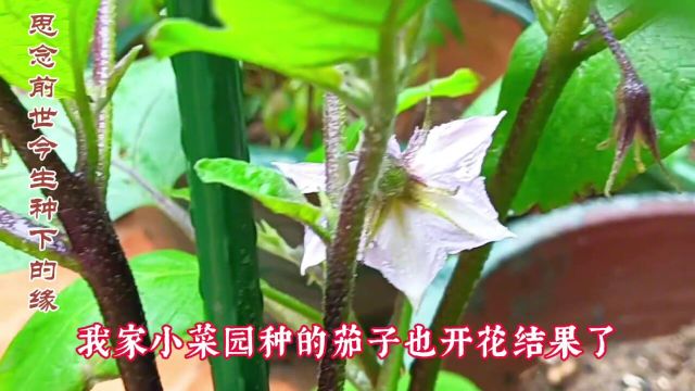 一棵大白菜搭配一把菌菇蒸一蒸汤汁鲜香美味菜梗变成白玉莲