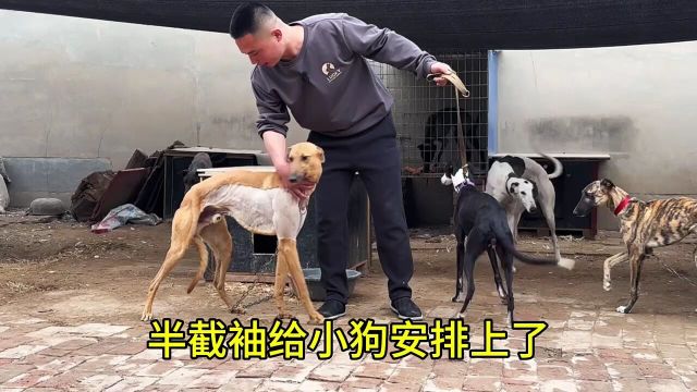 给狗穿半截袖#格力犬惠比特细狗灵缇犬性格温顺聪明喜欢长跑#猎兔犬#实战全活猎兔犬