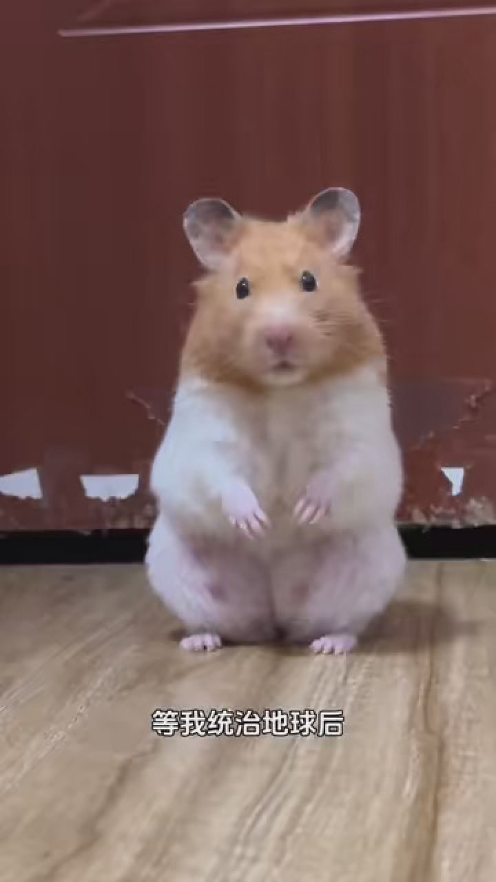 留下做猪妃#金丝熊仓鼠 #养鼠日常分享 #艾特你想艾特的人