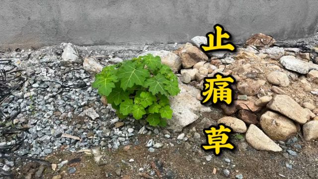 被誉为“止痛草”的植物,其实是农村常见的喀西茄,很多人不知道