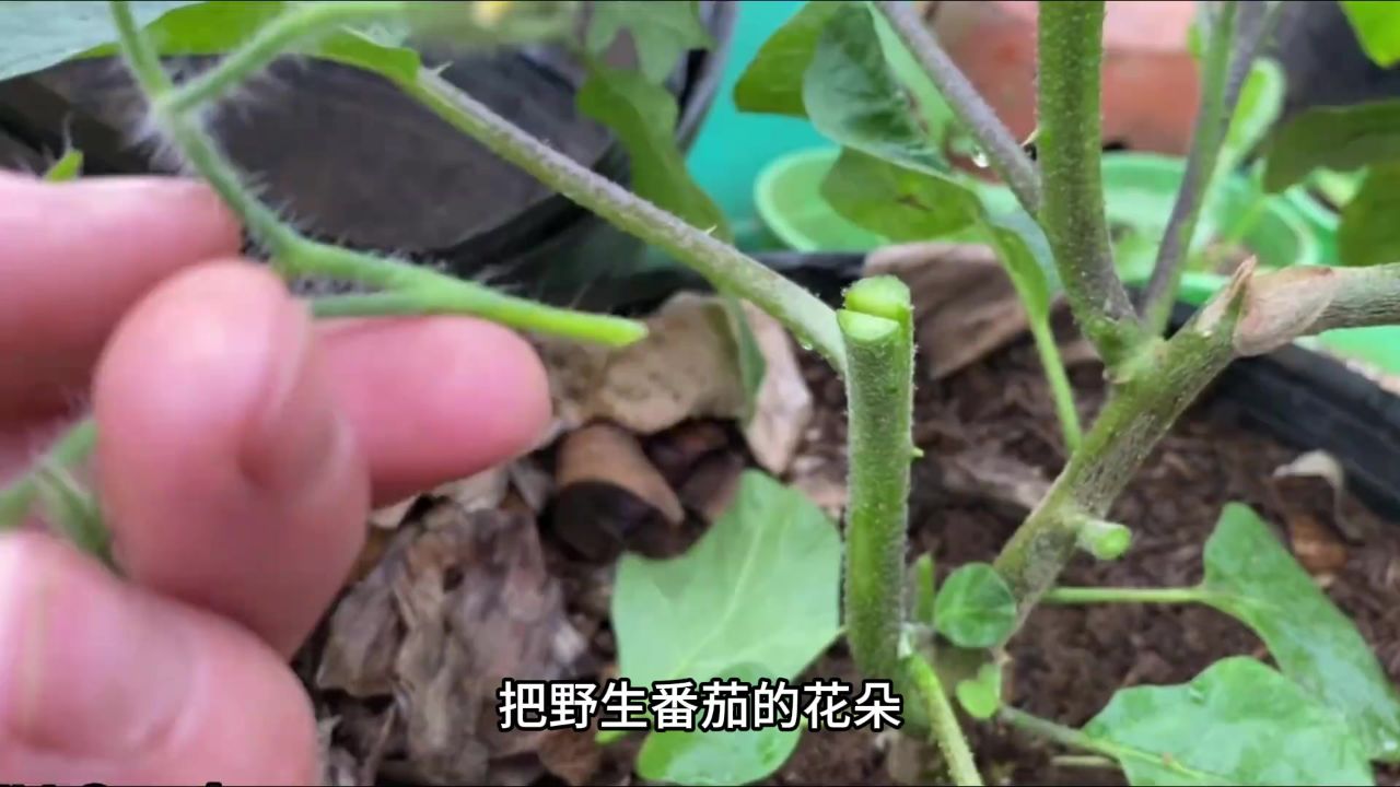 把番茄花嫁接到茄子上,居然长成这样