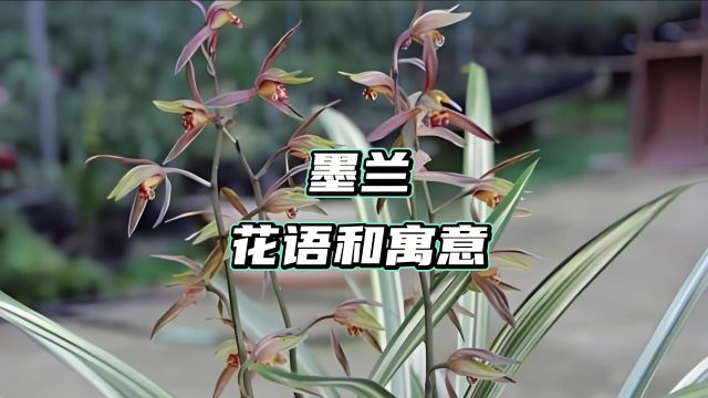 墨兰的花语和寓意?