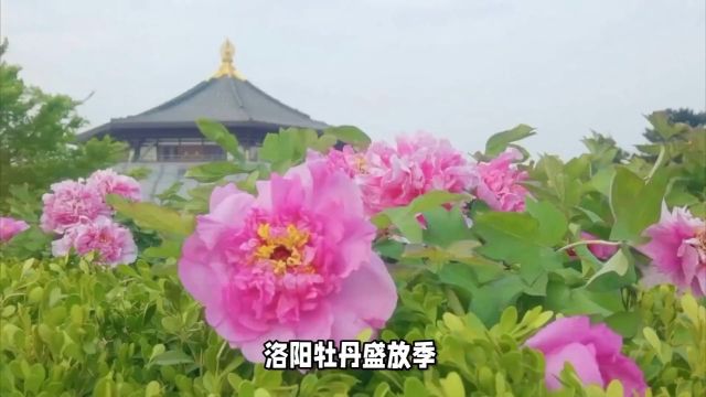 洛阳牡丹盛宴 特色小吃一网打尽 赏花攻略来袭