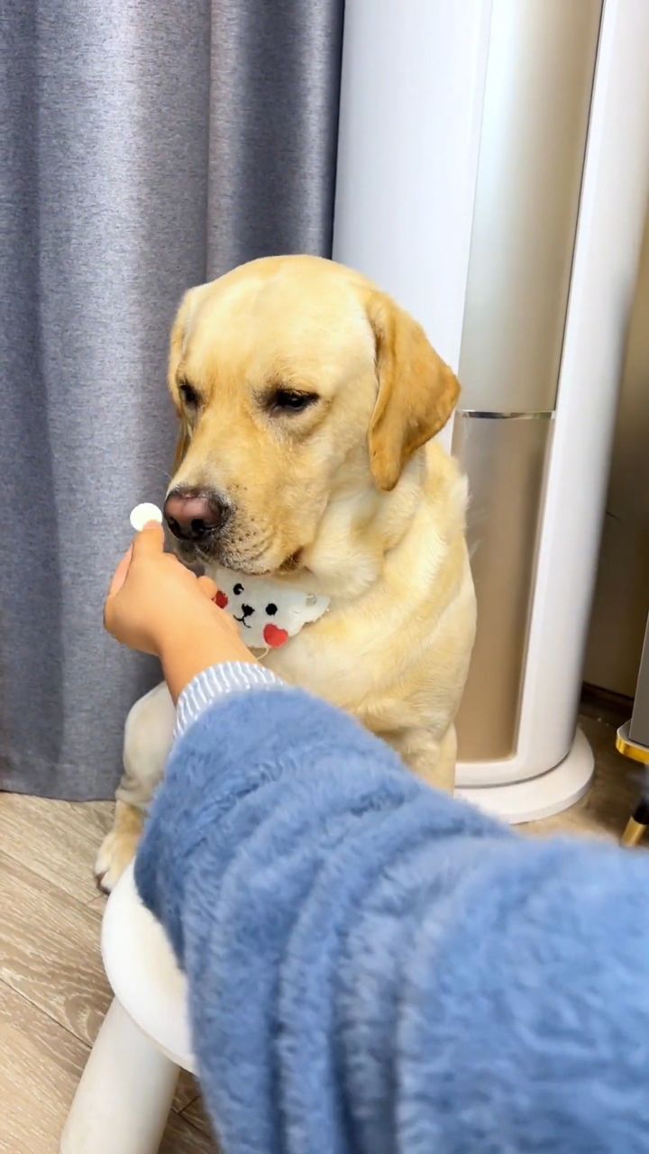 狗子：我是狗，但我不是傻狗…_腾讯视频
