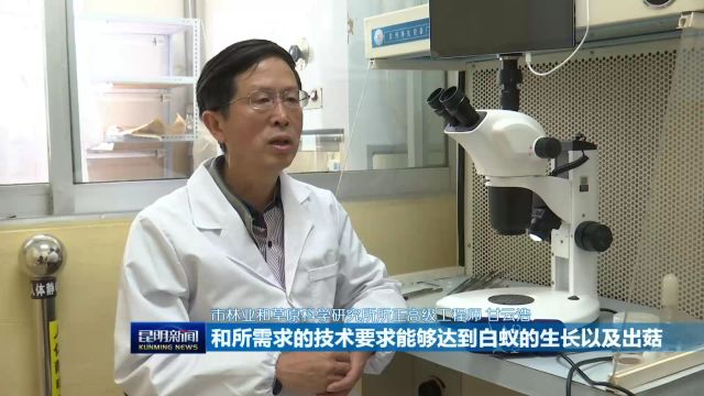 20240512市林草科研所实验室人工栽培鸡枞菌出菇